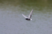 Record Shot of Black Tern,Upton Warren NR,Worcestershire