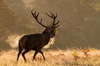 Red Deer, Bradgate Park, Leicestershire, October 2024