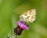 Marbled White, Knapp and Papermill, Worcestershire