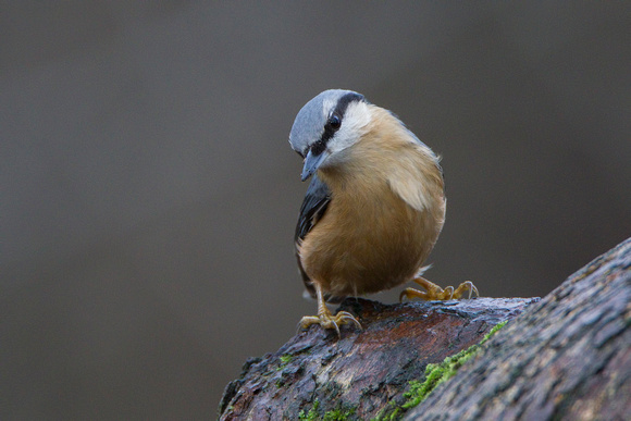 Nuthatch, Forest of Dean, Gloucestershire