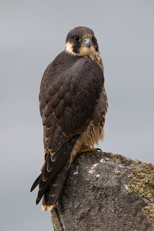 Peregrine Falcon, Pembrokeshire