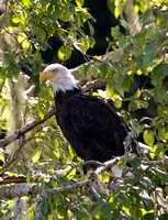 Bald Eagle, Vancouver Island