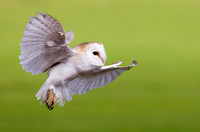 Barn Owl, Newent Bird of Prey Centre