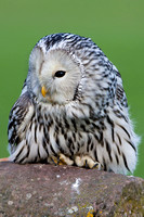 Burrowing Owl, Newent Bird of Prey Centre