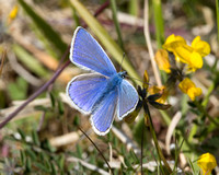 Common  Blue, Prestbury Hill, Gloucestershire