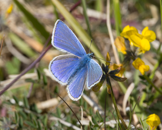 Common  Blue, Prestbury Hill, Gloucestershire