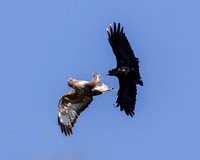 Common Buzzard mobbed by Crow, Worcestershire