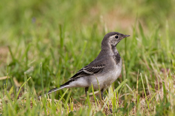 Pied Wagtail, Worcestershire