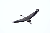 Common Crane, Worcestershire