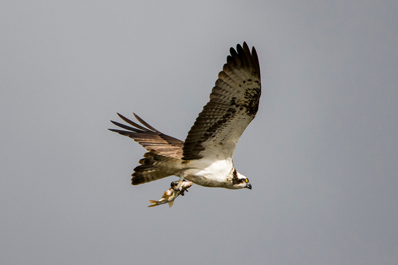 Osprey, Worcestershire