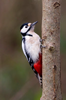 Great Spotted Woodpecker, Gloucestershire