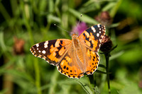 Painted Lady, Trench Wood, Worcestershire