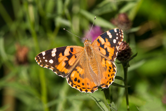 Painted Lady, Trench Wood, Worcestershire