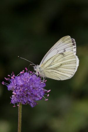 Green Veined White, Trench Wood, Worcestershire