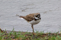 Little Ringed Plover, Worcestershire