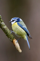 Blue Tit, Worcestershire