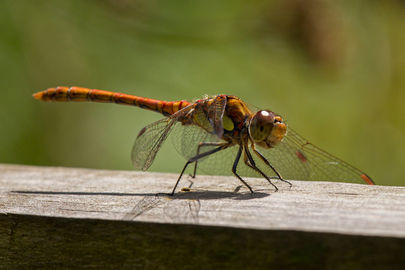 Common Darter, Knapp and Papermill, Worcestershire
