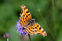 Comma, Trench Wood, Worcestershire