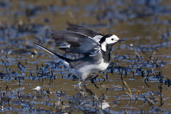 Pied Wagtail, Forest of Dean