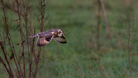 Short Eared Owl, Worcestershire