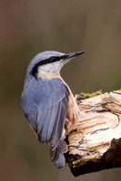 Nuthatch, Gloucestershire