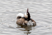 Great Crested Grebe, Worcestershire