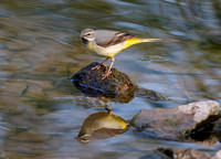 Grey Wagtail, Knapp and Papermill NR, Worcestershire