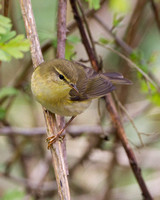 Willow Warbler, Gloucestershire