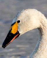 Bewick's Swan, WWT Slimbridge, Gloucestershire