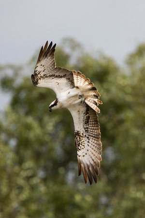 Osprey, Worcestershire