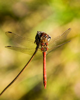 Common Darter, Knapp and Papermill, Worcestershire