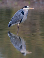 Grey Heron, Gloucestershire