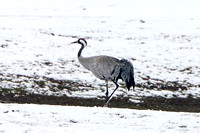 Common Crane, Worcestershire