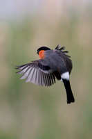 Bullfinch,  Upton Warren NR, Worcestershire