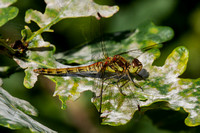 Common Darter, Trench Wood, Worcestershire