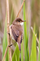 Reed Warbler, Worcestershire