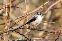 Long Tailed Tit, Worcestershire