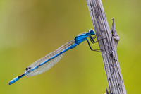 Common Blue Damselfly, Grimley, Worcestershire
