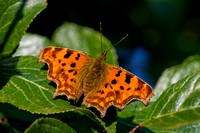 Comma, Worcestershire