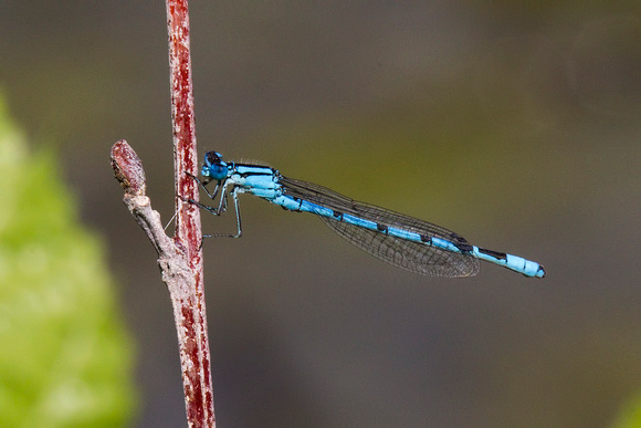 Common Blue Damselfly, Grimley, Worcestershire