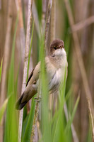 Reed Warbler, Worcestershire