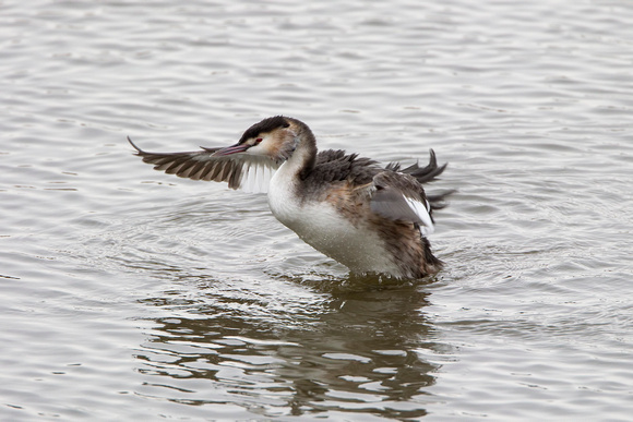 Great Crested Grebe, Worcestershire