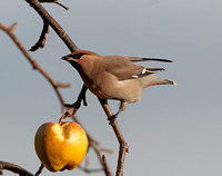Waxwing,  Worcestershire
