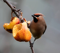 Waxwing, Worcestershire