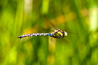 Southern Hawker, Worcestershire