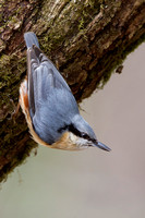 Nuthatch, Forest of Dean