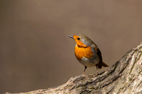 Robin, Forest of Dean