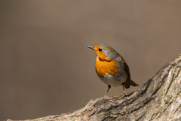 Robin, Forest of Dean