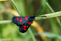 Six Spot Burnet, Prestbury Hill, Gloucestershire