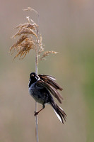 Reed Bunting, Worcestershire